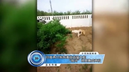 蓝天娱乐快报 2016 7月 印度两只狗狗激战凶猛大蛇