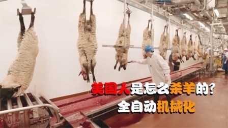 机械控 美国人是怎么杀羊的？全自动机械化，这样的机器靠谱吗