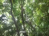 地理中国 《地理中国》 20170413 海岛谜影（下）