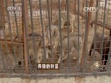 致富经 《致富经》 20151218 养狼的财富