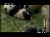 动物世界 动物世界 2010年 第28期