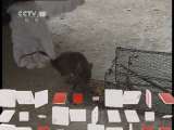 原来如此 《原来如此》 20110615 驯猫抓鼠