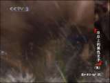 动物世界 动物世界 2010年 第101期