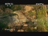 魅力纪录（CCTV-1综合频道） 《魅力纪录》 20130826 生命的奇迹 第一集 体形很重要