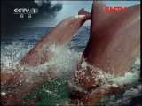 人与自然 《人与自然》 20110911 自然启示——蝙蝠大迁徙
