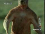 动物世界 动物世界 2010-11-01