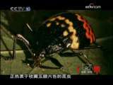探索发现 达尔文 自然之子（六）：石破天惊