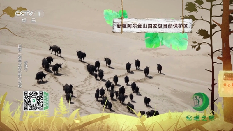 秘境之眼 《秘境之眼》 野牦牛/金钱豹/白鹇 20230409
