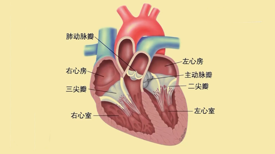 X诊所. 当心脏“阀门”老化 可能比癌症更凶险