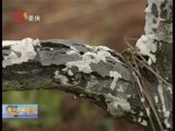 重庆新闻联播 《重庆新闻联播》 20160320