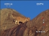 动物世界 《动物世界》 20121212 传奇（上）