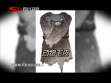 万万没想到 《万万没想到》 20150813 原始人也爱美？