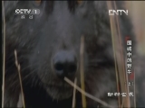 动物世界 《动物世界》 20130316