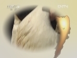 生财有道 [生财有道]鸳鸯鸭 树林底下竞自由(20120525)