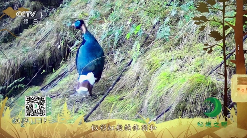 秘境之眼 《秘境之眼》 白尾梢虹雉 20230314