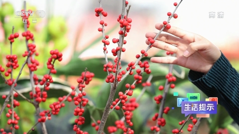 《生活提示》 20210122 什么样的年宵花好看又好养？