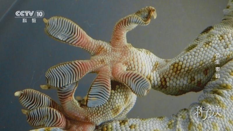 《科学之美》 第4集 仿生密码