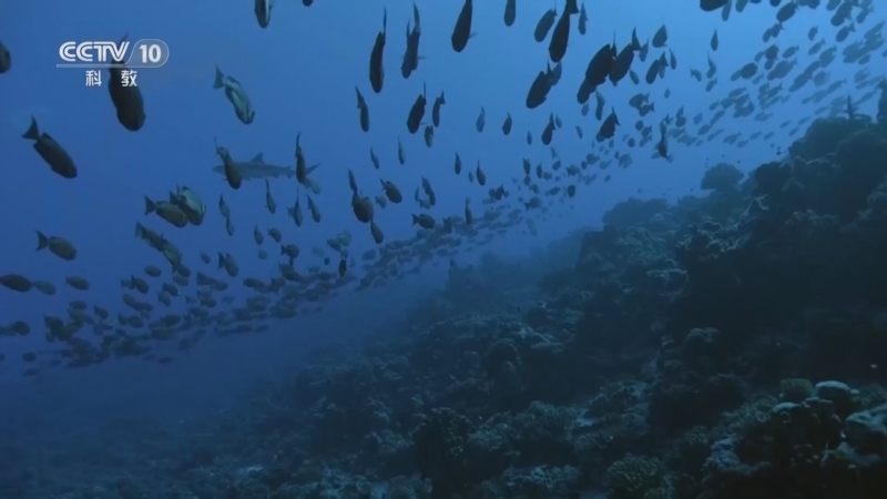 《自然传奇》 20260322 生命的远洋冒险