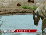 人与自然 《人与自然》 20160504 鲁阿哈河传奇（上）