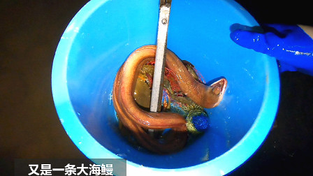 思乡渔夫 这么大的野生鳗鱼很少见，给钱都不卖，…