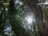 自然传奇 《自然传奇》 20170811 生命桥的故事