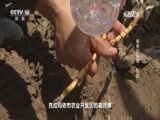 走近科学 《走近科学》 20161101 植物的智慧 吃盐
