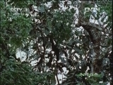 人与自然 《人与自然》 20121220 狂野非洲，雨林世界（下）