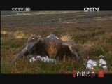 《自然传奇》 20121109  动物生存奥秘（6）