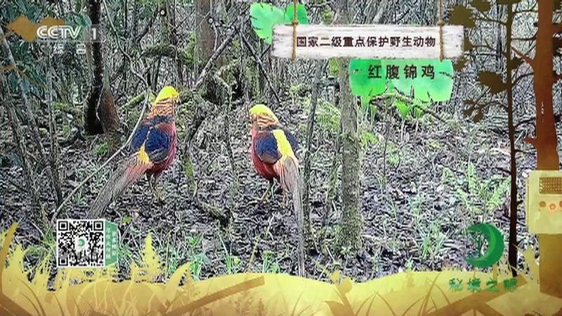 秘境之眼 《秘境之眼》 红腹锦鸡 20221212