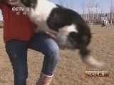 生财有道 《生财有道》 20131230 北京小妞养犬记