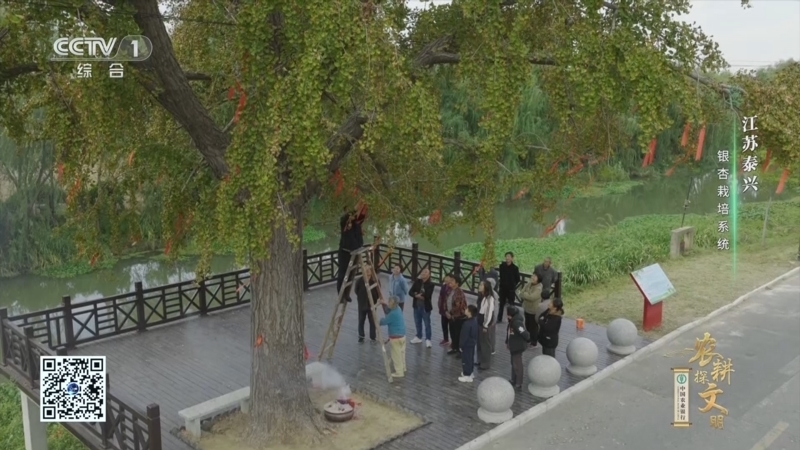 《农耕探文明》 第15集 江苏泰兴 银杏栽培系统