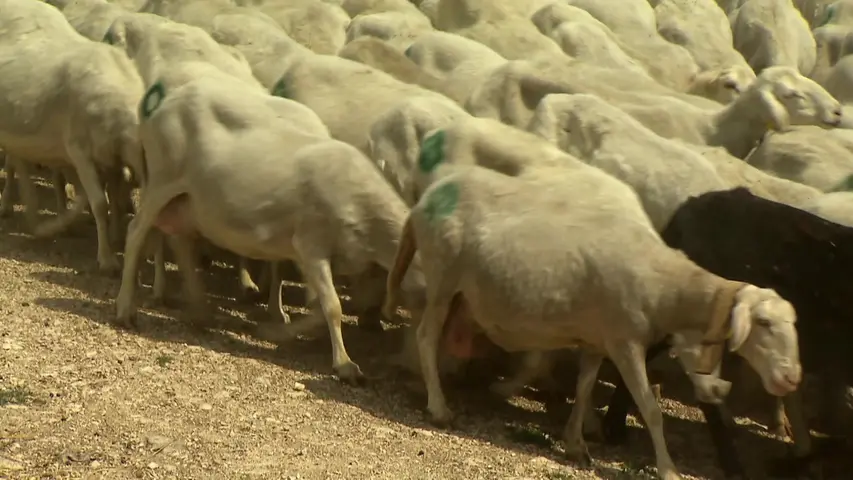《西西里的田园四季》第1集