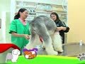 狗狗日记 第223天 毛打结了怎么办
