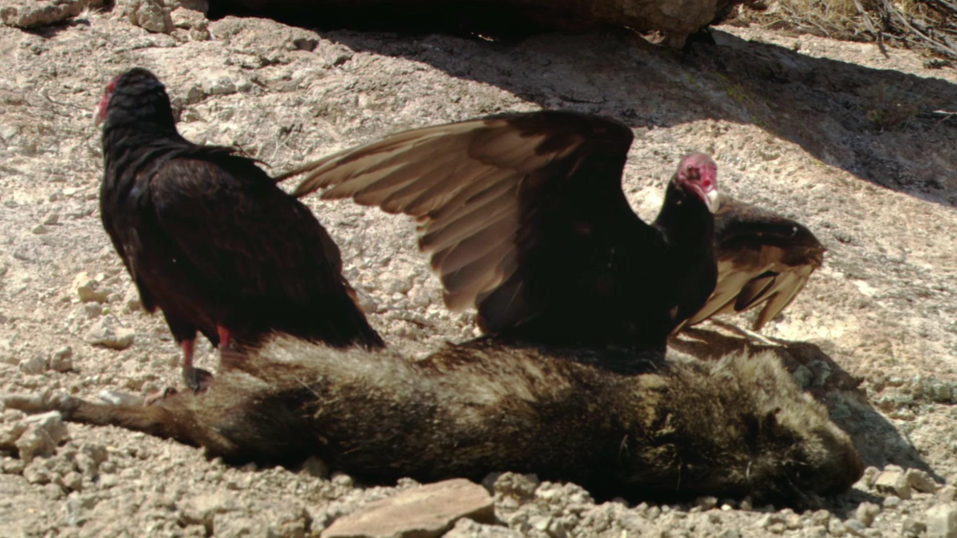 非洲隐密珍宝第一季 第2集