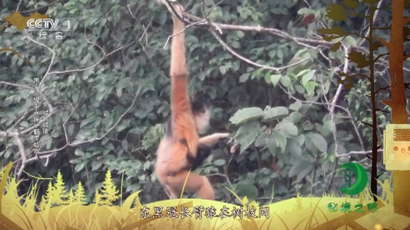 秘境之眼 《秘境之眼》 东黑冠长臂猿/岩羊/斑海豹 20230610