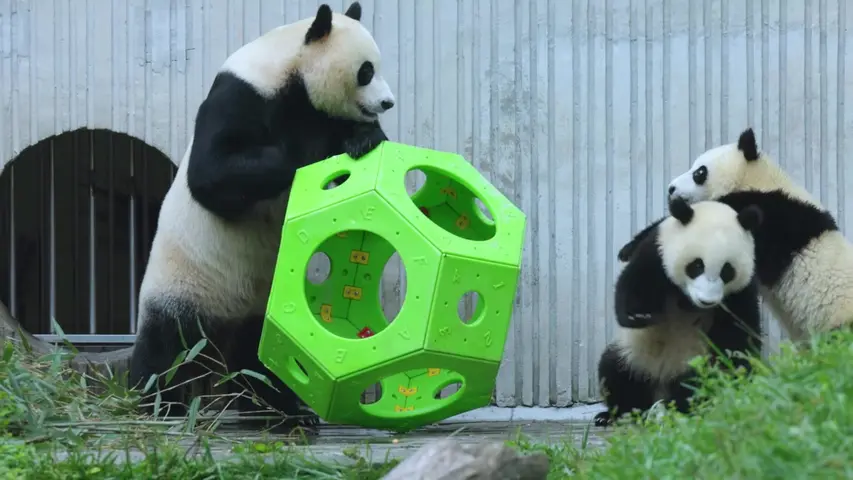 《熊猫奇遇记》第2集