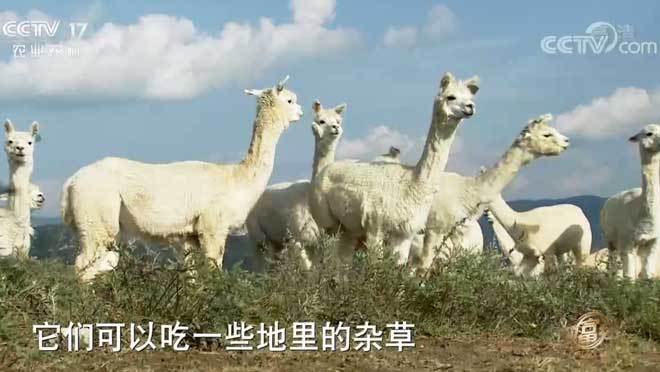 致富经 《致富经》 20201027 海归女孩的羊驼财富