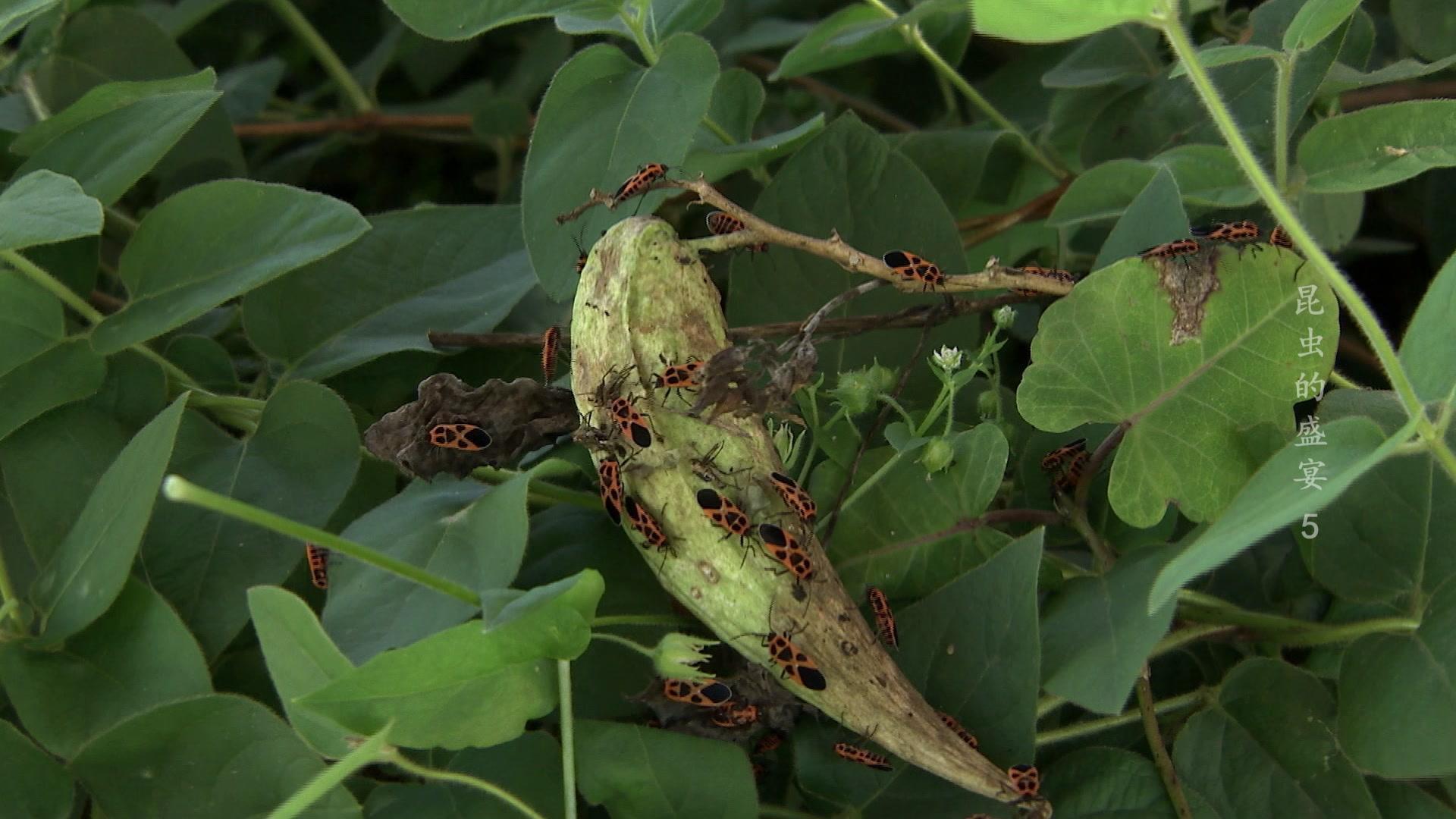 昆虫的盛宴 第5集