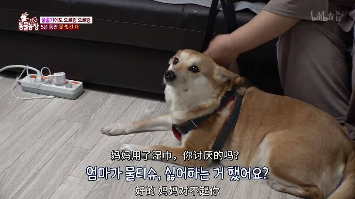 动物农场2020 调教狂暴狗狗