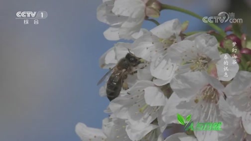 人与自然 《人与自然》 20191203 梦幻山谷——春的讯息
