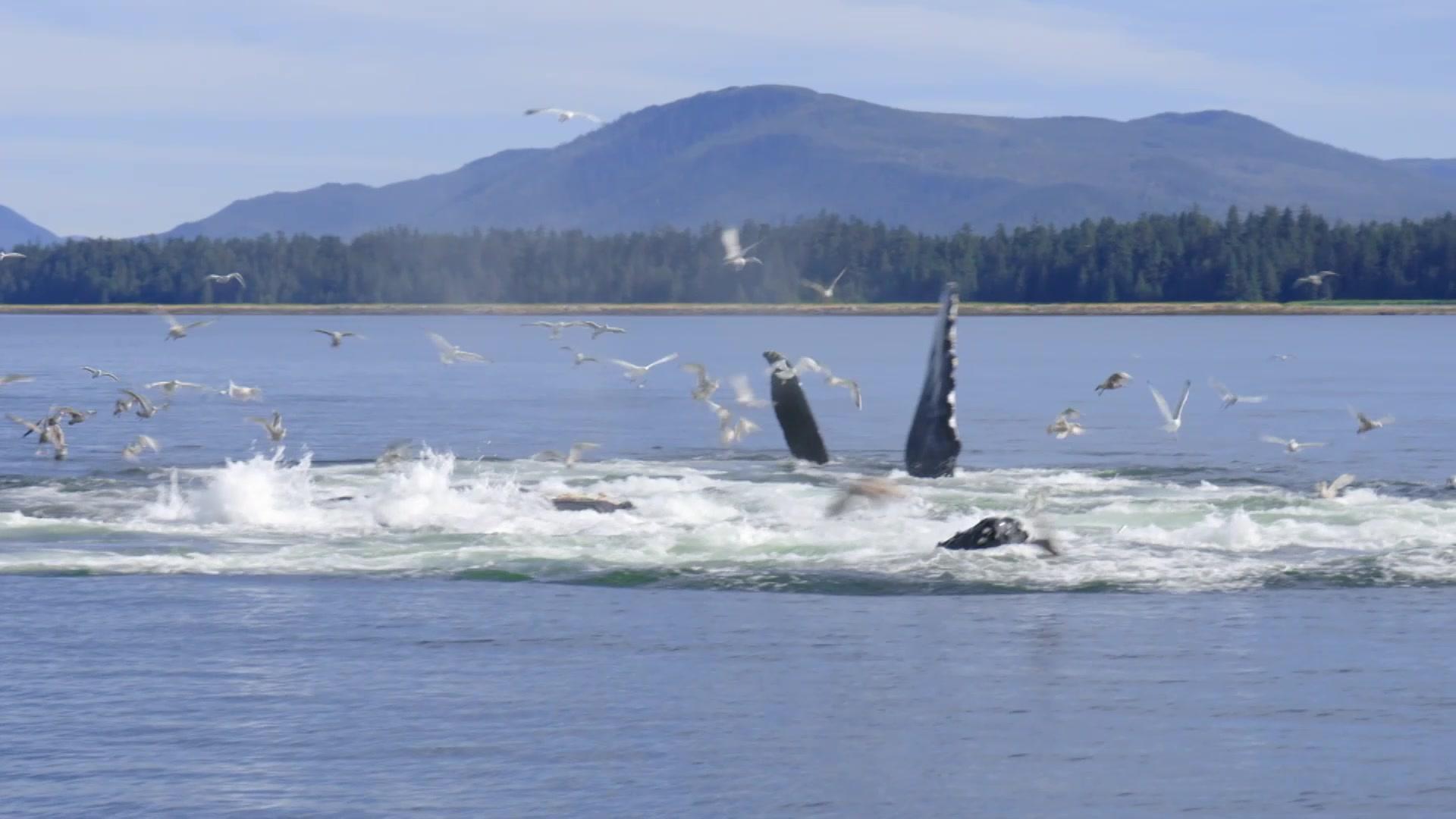 鲸的秘密 第2集