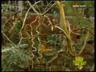 新闻袋袋裤 新闻袋袋裤 2009年 第10期