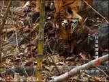 动物世界 第1精品之动物世界 2010年 第8期