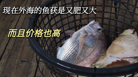南澳岛赶海日记 彪哥乘风破浪去外海捕鱼，这里渔获比较大而且肥，现在的价格也高