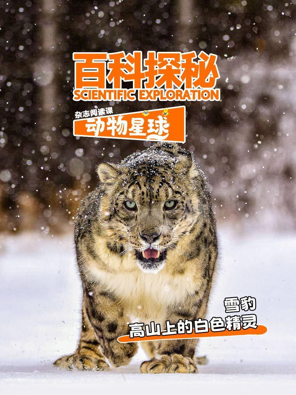 百科探秘动物星球：高山上的白色精灵雪豹