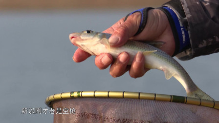 很多年没钓过这种鱼了,  有钓鱼人认识吗