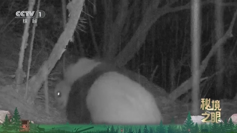 《秘境之眼》 大熊猫 20260219