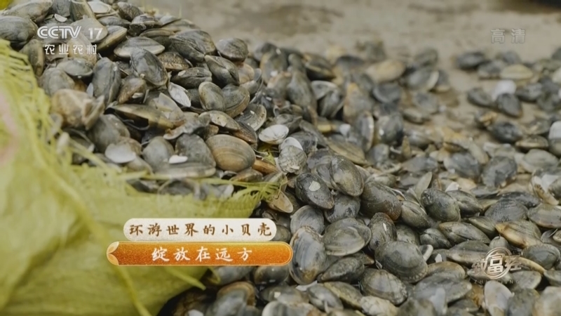 致富经 《致富经》 20221121 绽放在远方 第1集 环游世界的小贝壳