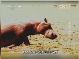 地理中国 《地理中国》泥沼中的秘密 20140922