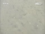 芝麻开门【央视】 《芝麻开门》 20160820 挑战大现场